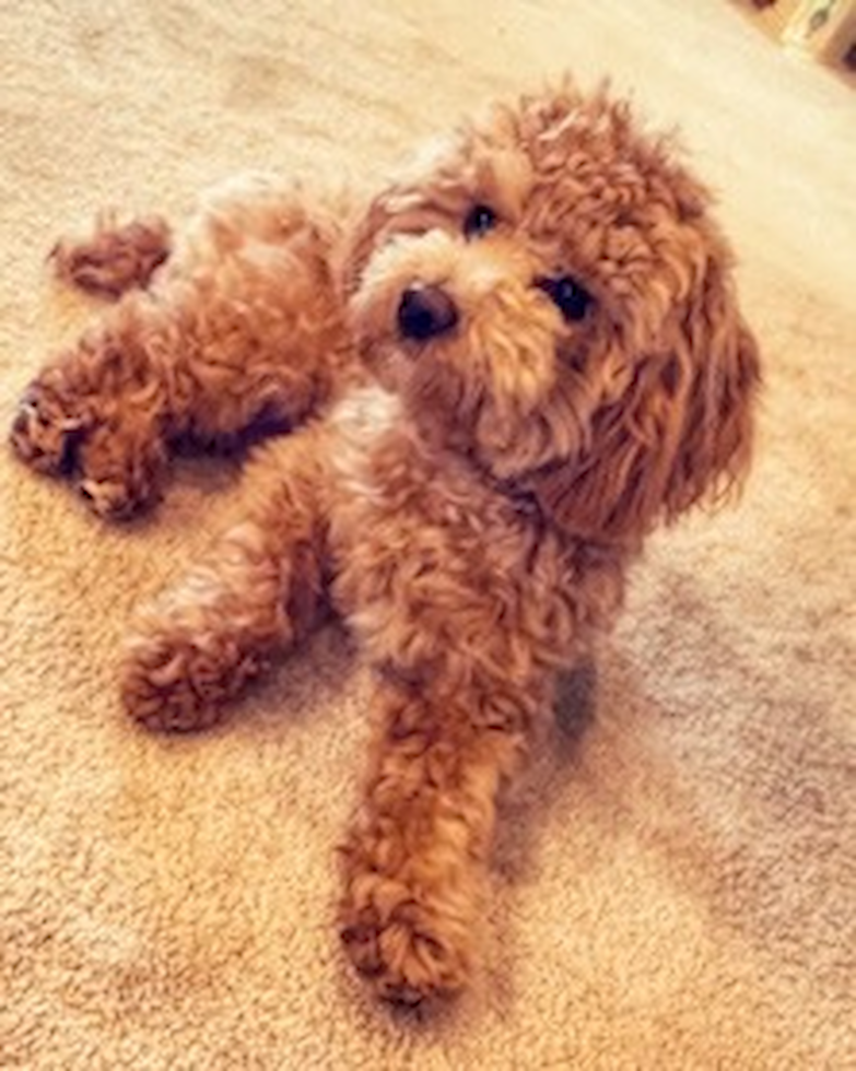 Petite Bichapoo Poodle Mix Pup