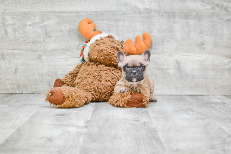 Petite Frenchie Purebred Puppy