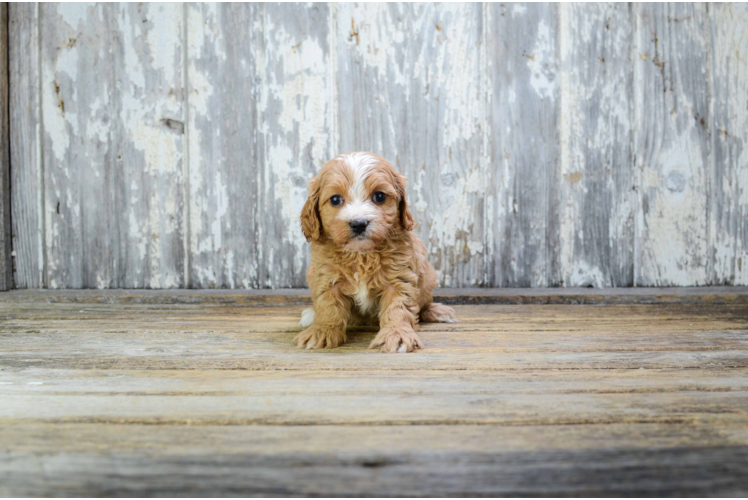 Funny Cavapoo Poodle Mix Pup