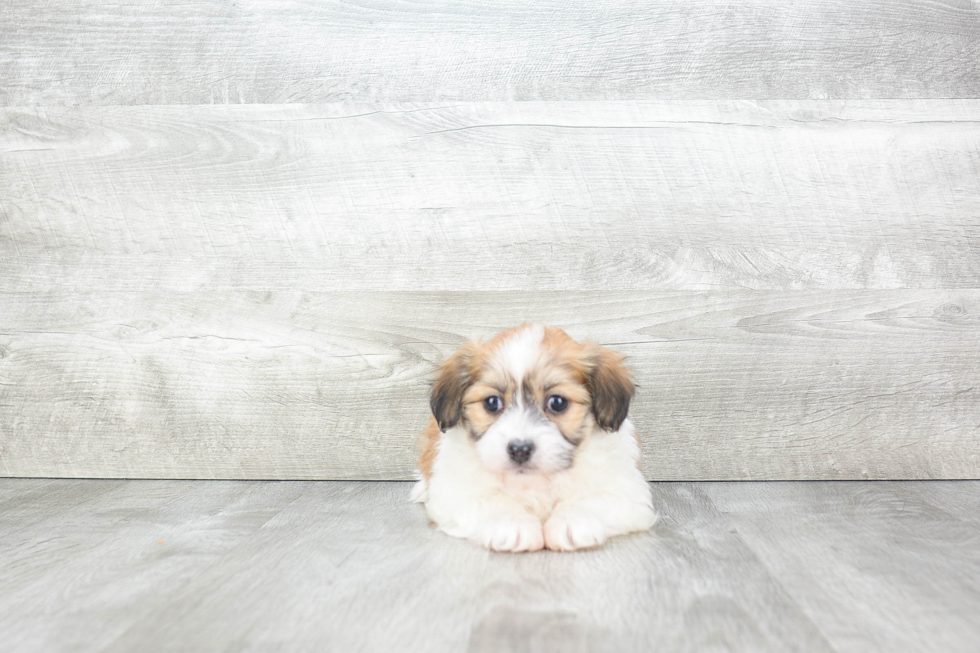 Energetic Havanese Purebred Puppy