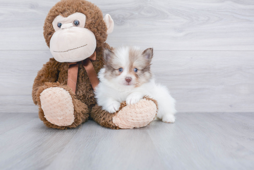 Happy Pomeranian Purebred Puppy