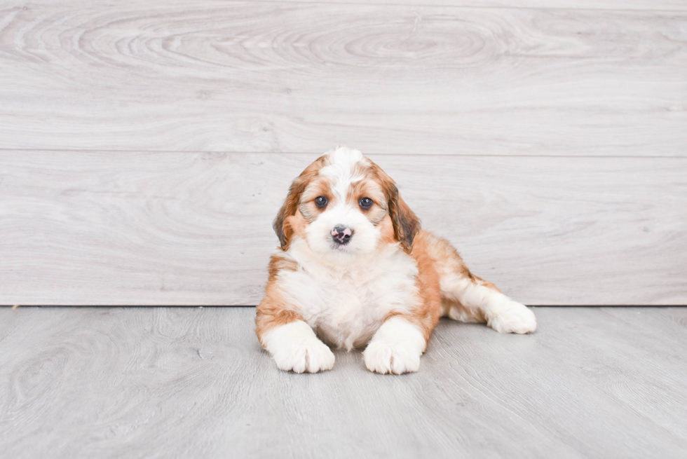 Mini Bernedoodle Puppy for Adoption