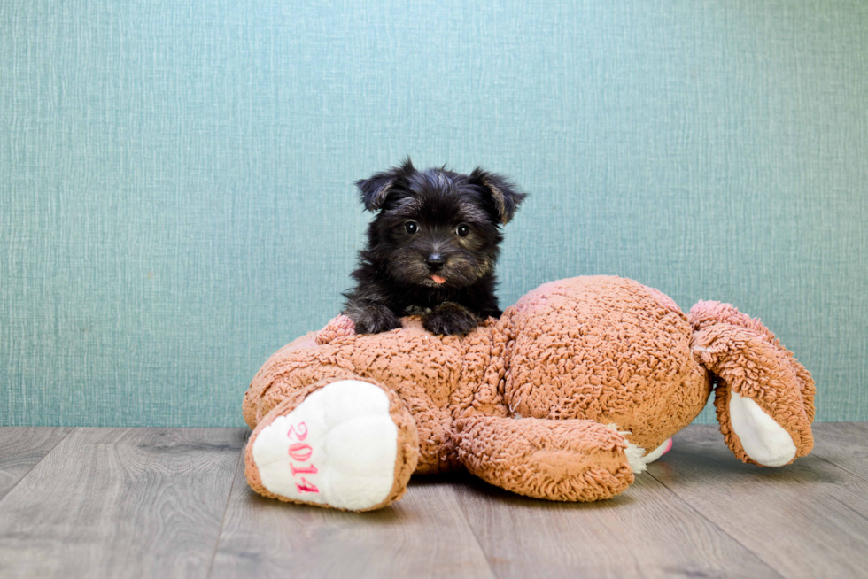 Best Morkie Baby