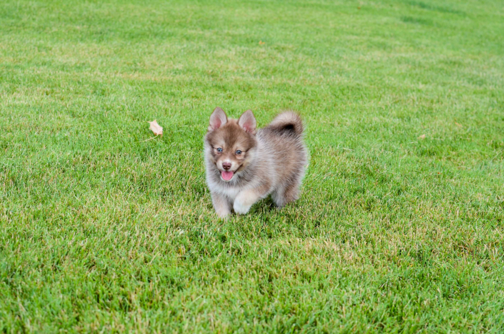 Pomsky Puppy for Adoption