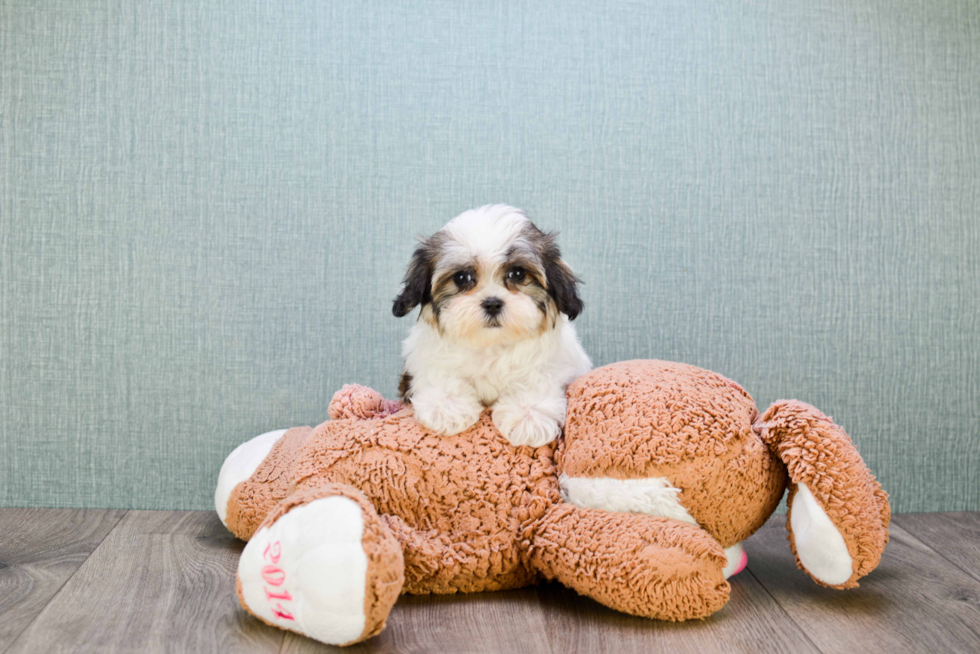 Teddy Bear Pup Being Cute