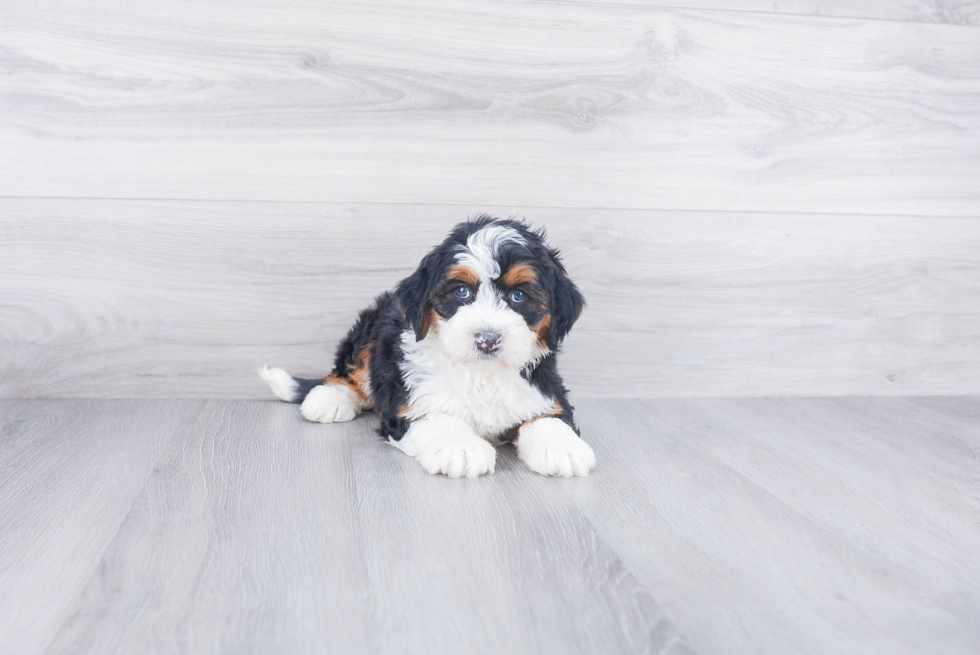 Cute Mini Bernedoodle Baby