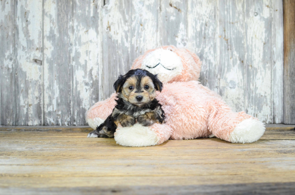 Best Morkie Baby