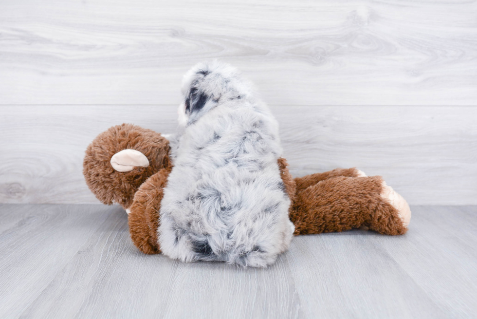 Funny Mini Bernedoodle Poodle Mix Pup