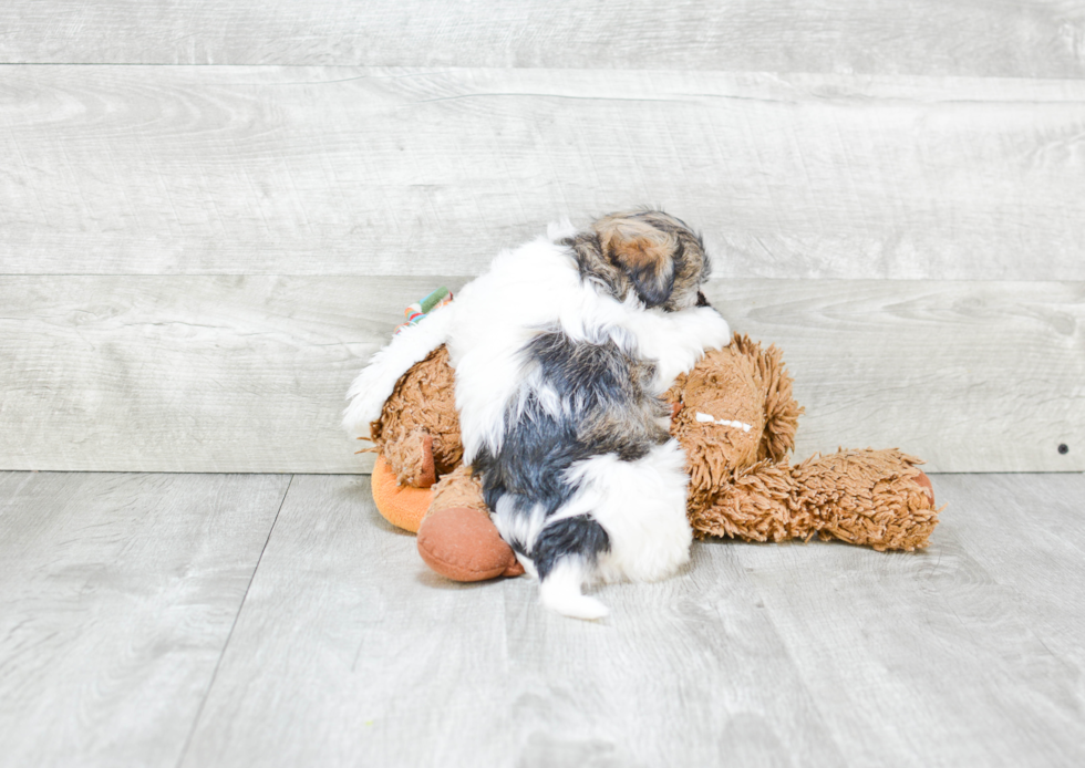 Adorable Havanese Purebred Puppy