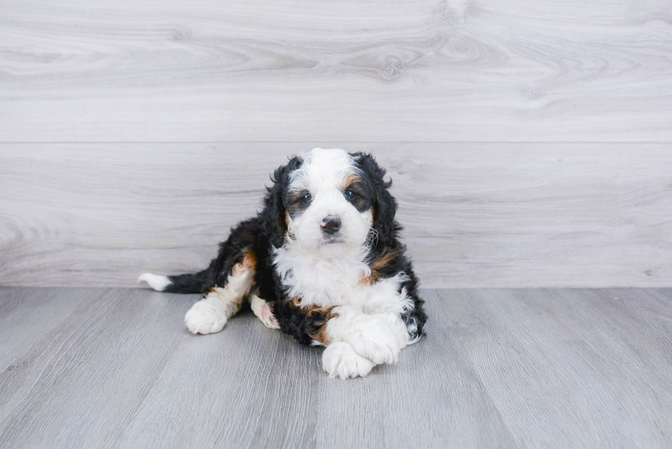 Cute Mini Bernedoodle Baby