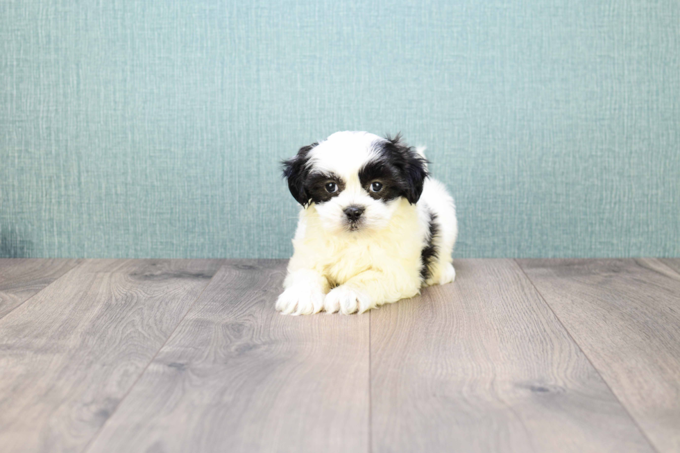 Teddy Bear Pup Being Cute