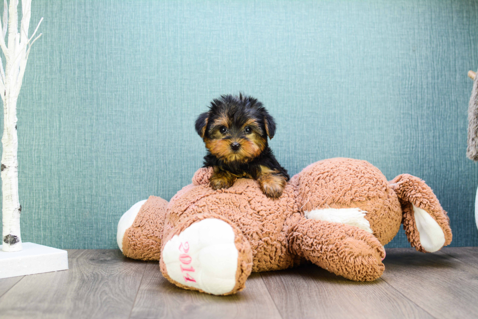 Meet Microteacup-Twinkle - our Yorkshire Terrier Puppy Photo 