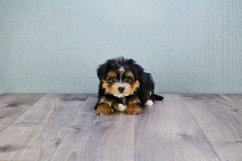 Hypoallergenic Yorkie Designer Puppy