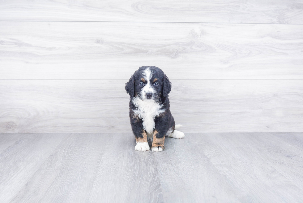 Mini Bernedoodle Puppy for Adoption