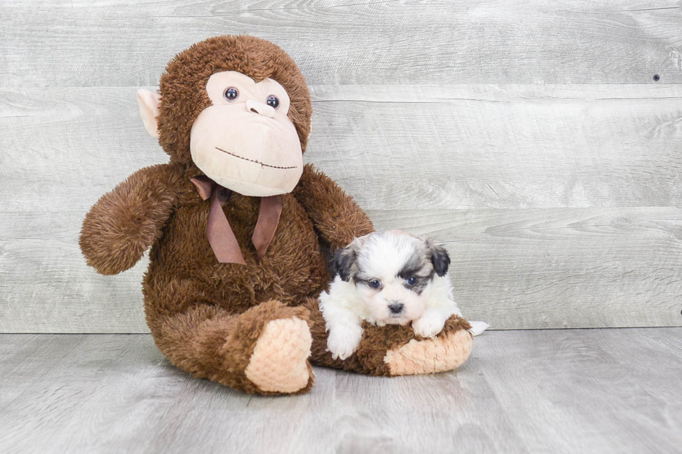 Best Teddy Bear Baby