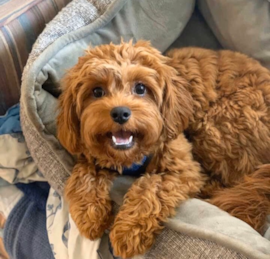 Cavipoo Puppies For Sale - Premier Pups