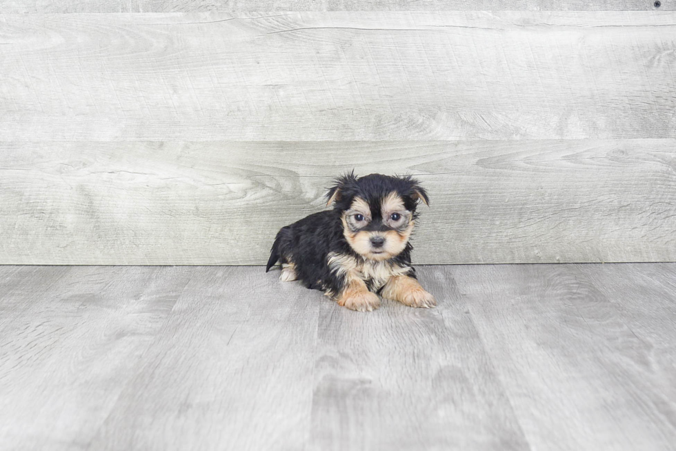 Playful Yorkie Designer Puppy