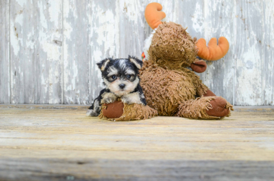 Best Morkie Baby