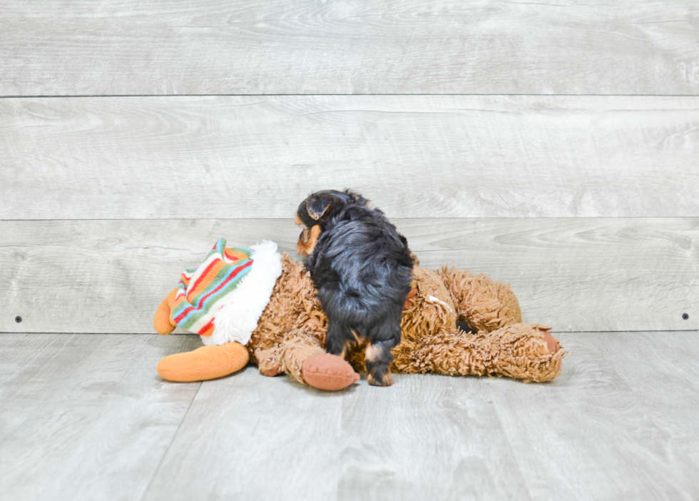 Morkie Puppy for Adoption