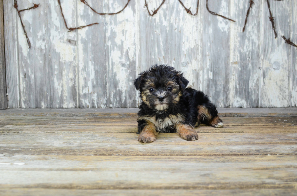 Best Morkie Baby