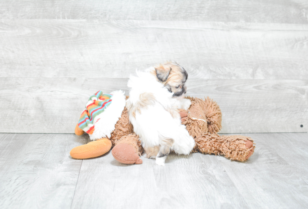 Popular Havanese Purebred Pup