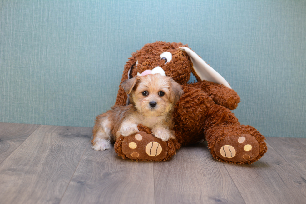 Morkie Pup Being Cute