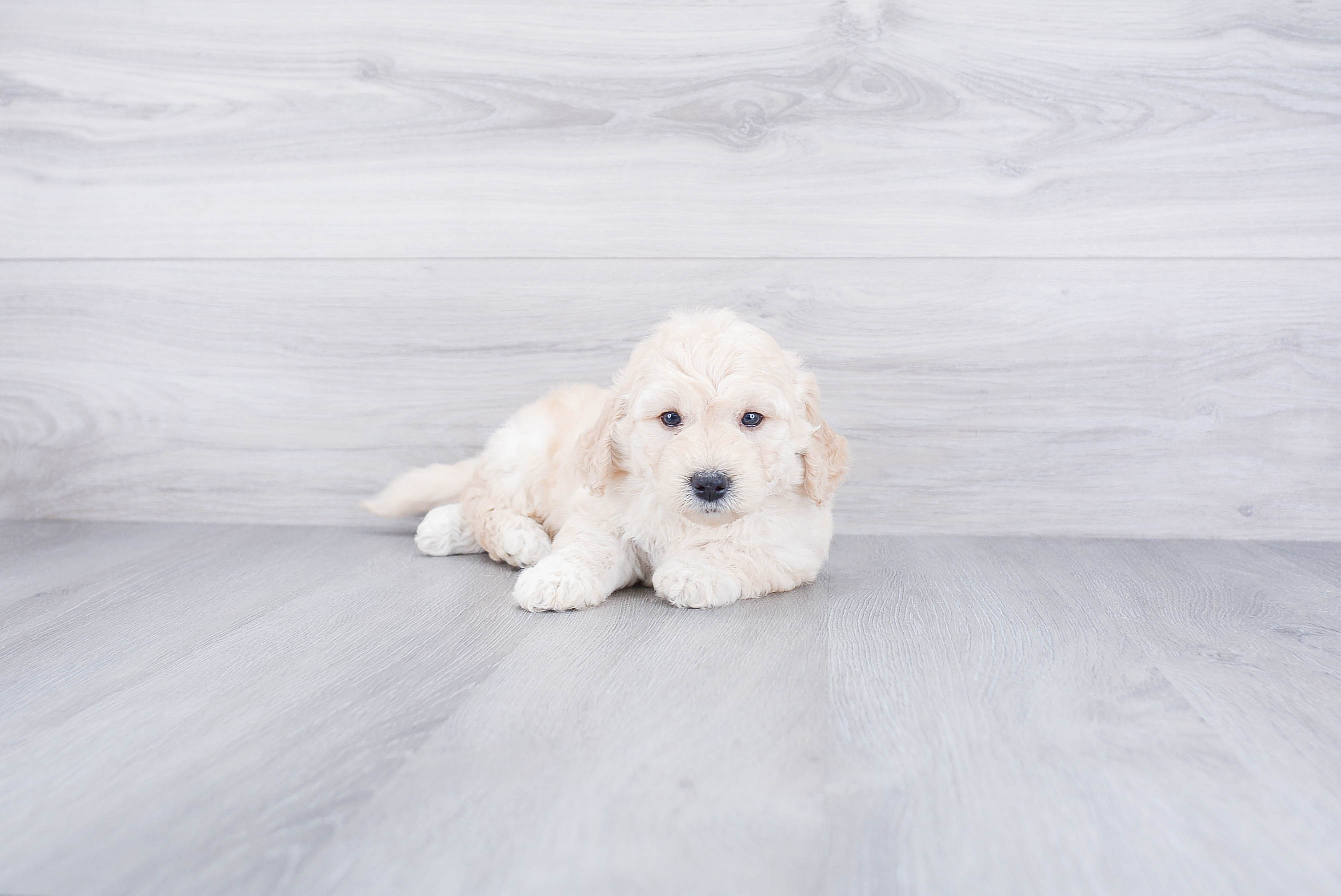 Fluffy Mini Goldendoodle Poodle Mix Pup