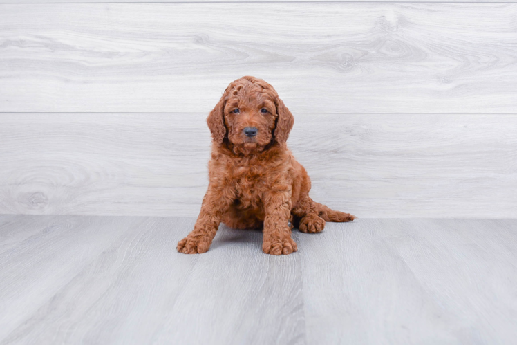 Small Cockapoo Baby