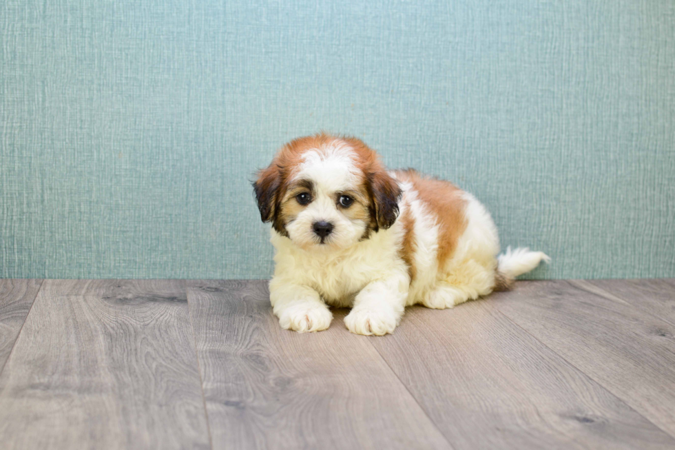 Teddy Bear Puppy for Adoption