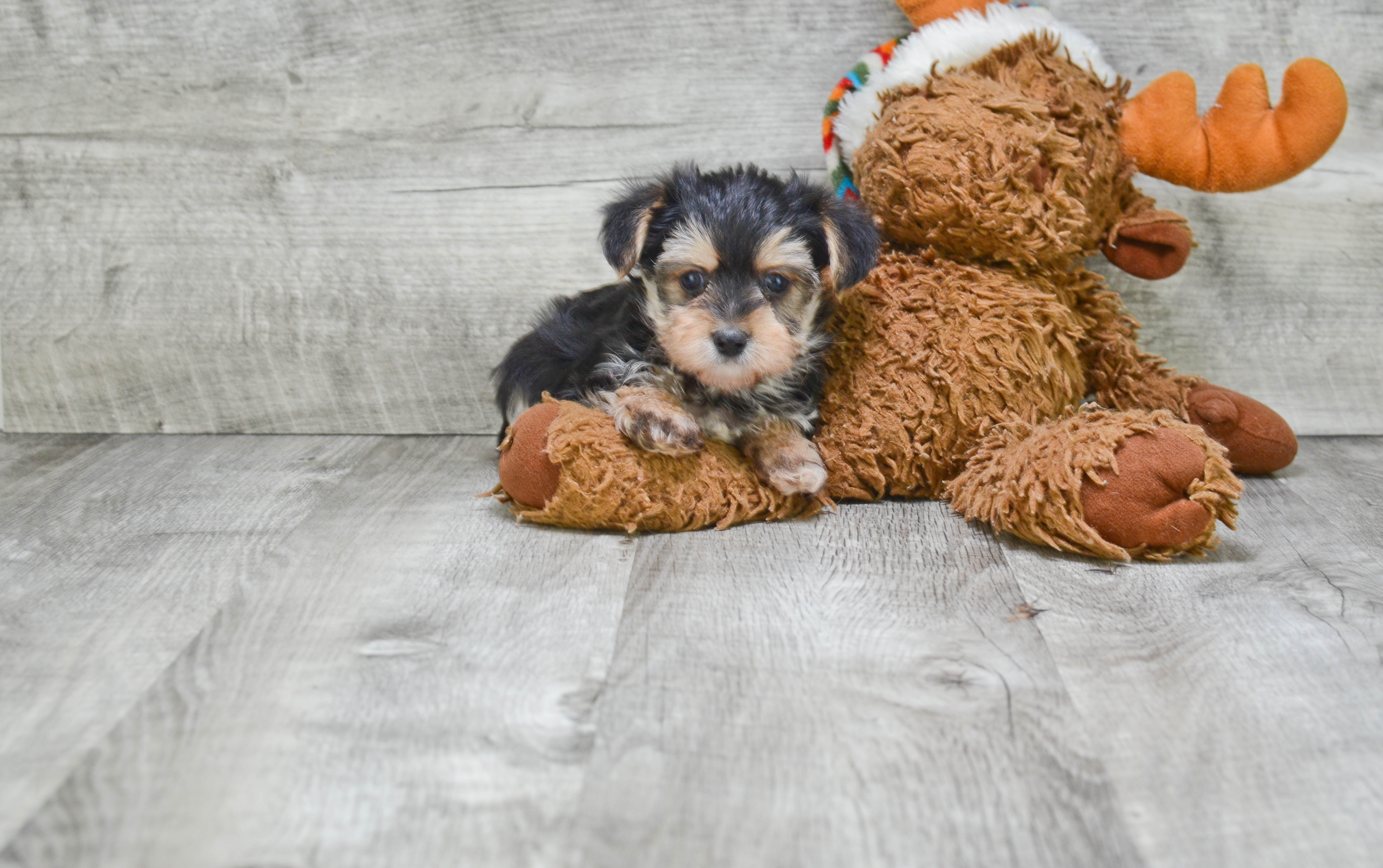 Morkie Puppy for Adoption