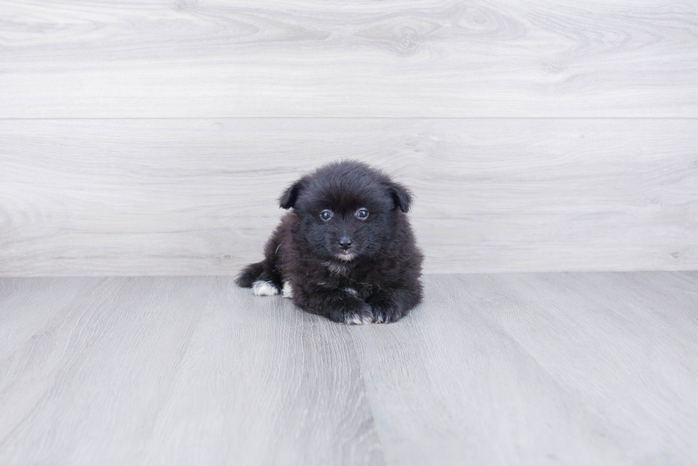 Funny Pomeranian Purebred Pup