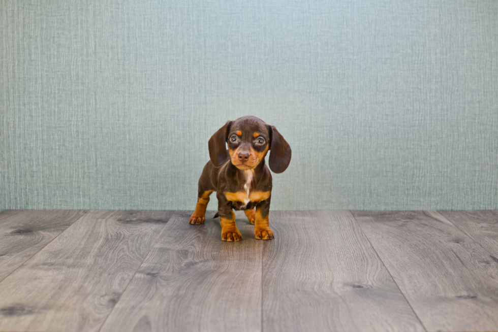 Dachshund Pup Being Cute