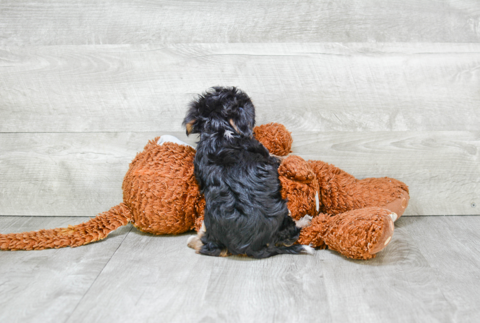 Popular Morkie Designer Pup