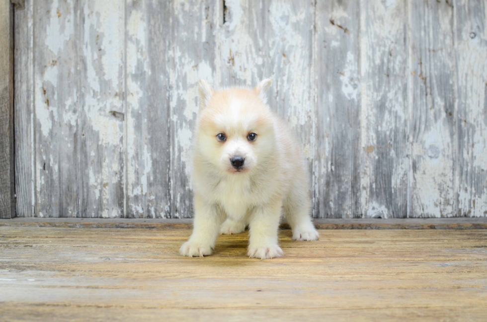 Pomsky Puppy for Adoption