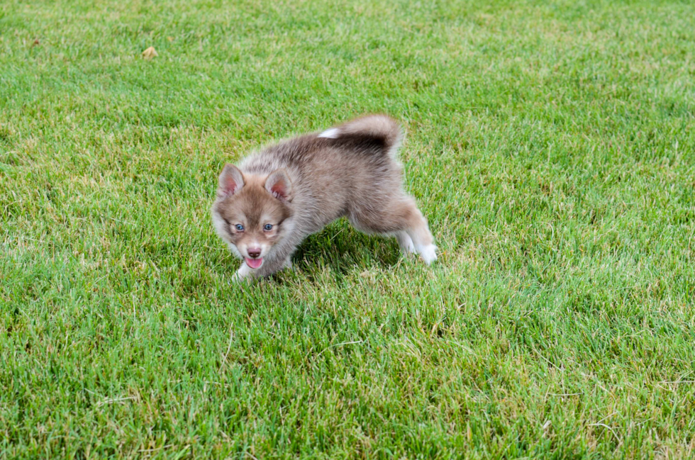 Funny Pomsky Designer Pup