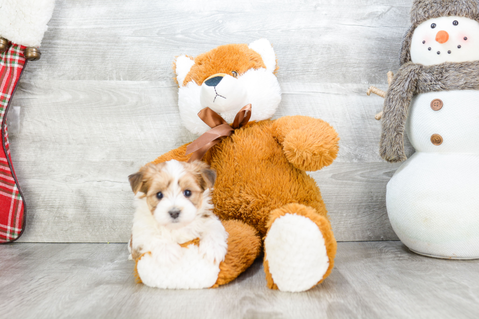 Morkie Puppy for Adoption