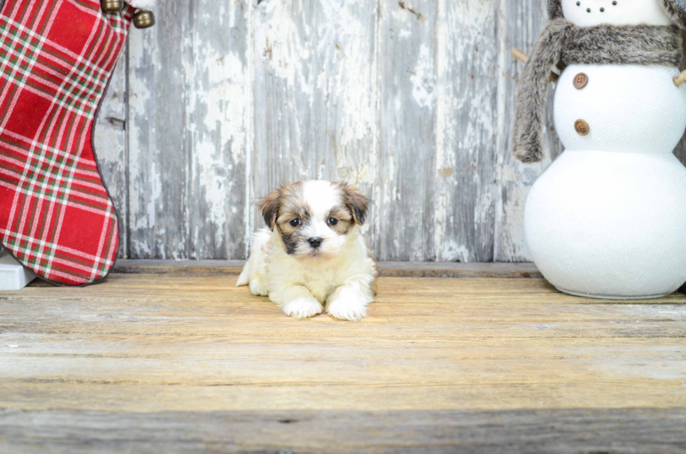 Best Teddy Bear Baby