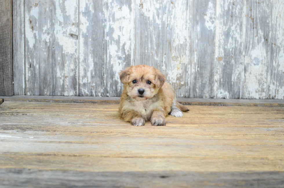 Adorable Yorkie Designer Puppy