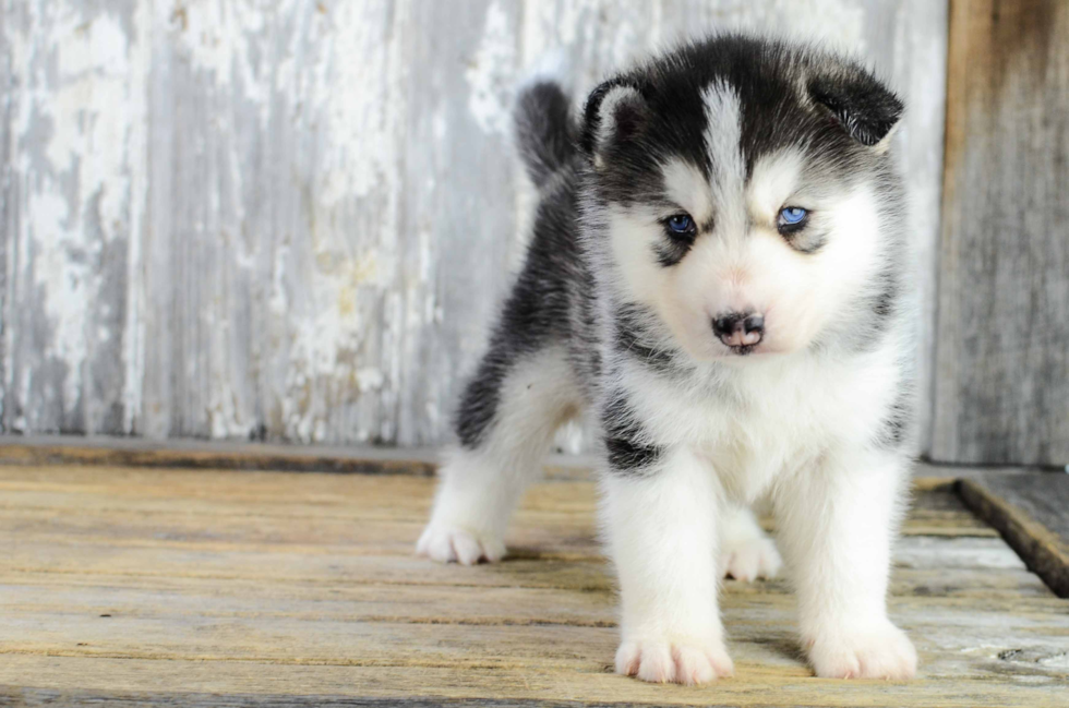 Pomsky Pup Being Cute