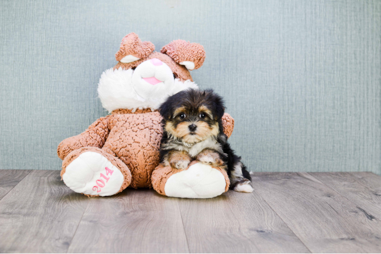 Morkie Pup Being Cute