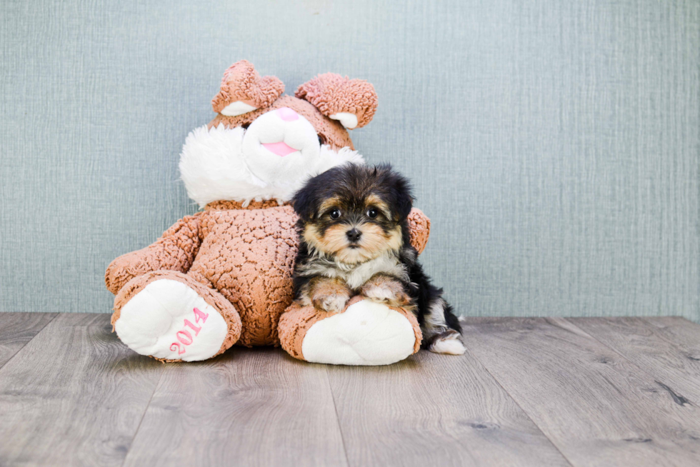 Morkie Pup Being Cute