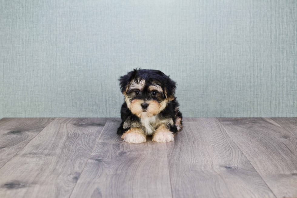 Sweet Morkie Baby