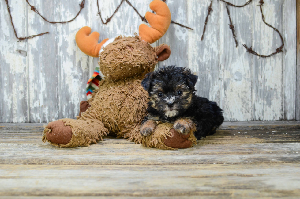 Morkie Puppy for Adoption