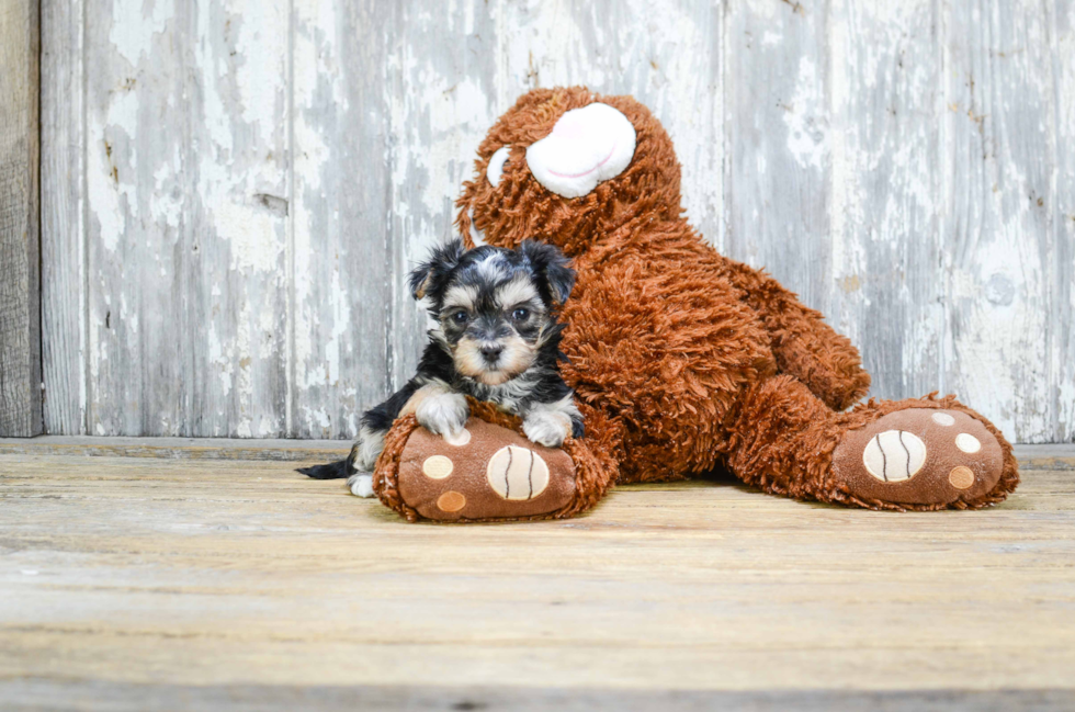 Sweet Morkie Baby