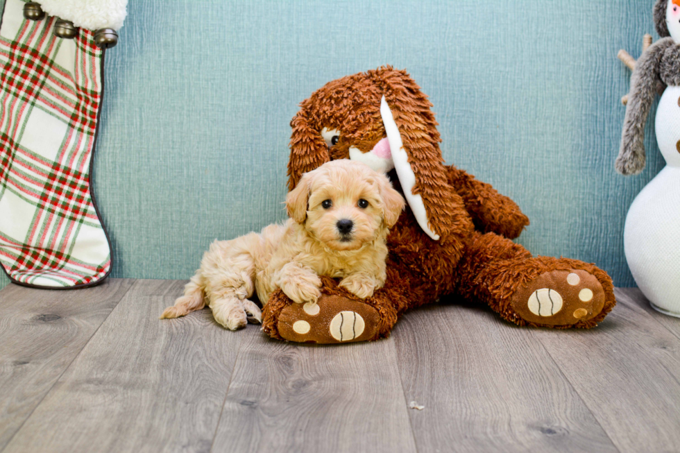Hypoallergenic Maltepoo Poodle Mix Puppy