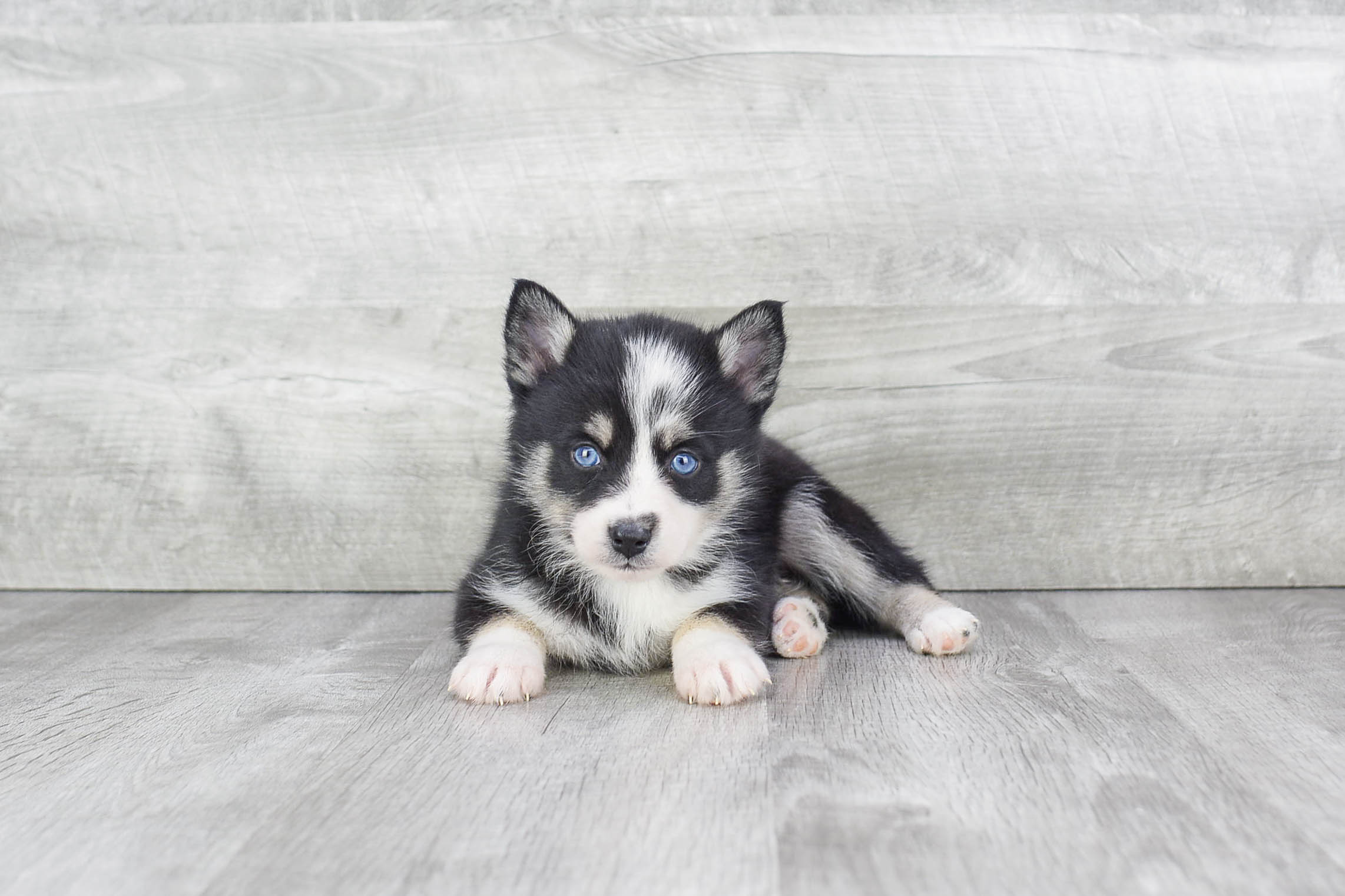 Hypoallergenic Mini Husky Designer Puppy