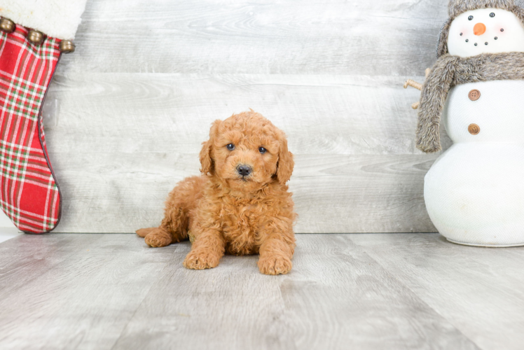 Best Mini Goldendoodle Baby