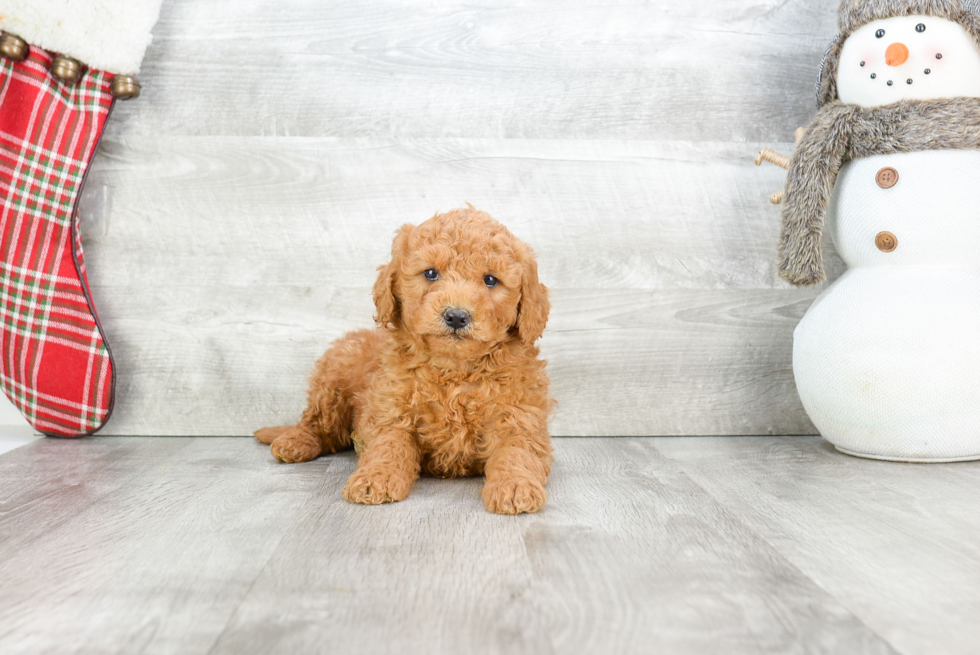 Best Mini Goldendoodle Baby