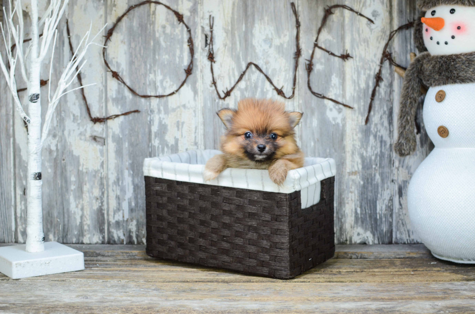 Popular Pomeranian Baby
