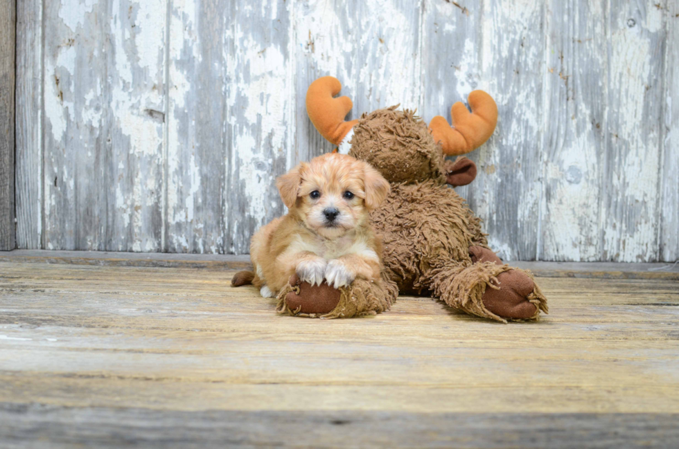 Funny Morkie Designer Pup
